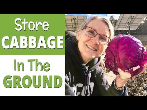 Fresh Cabbage in Winter | Store Cabbage in the Ground