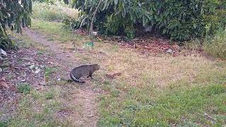 Cat defends my avocado trees from gopher