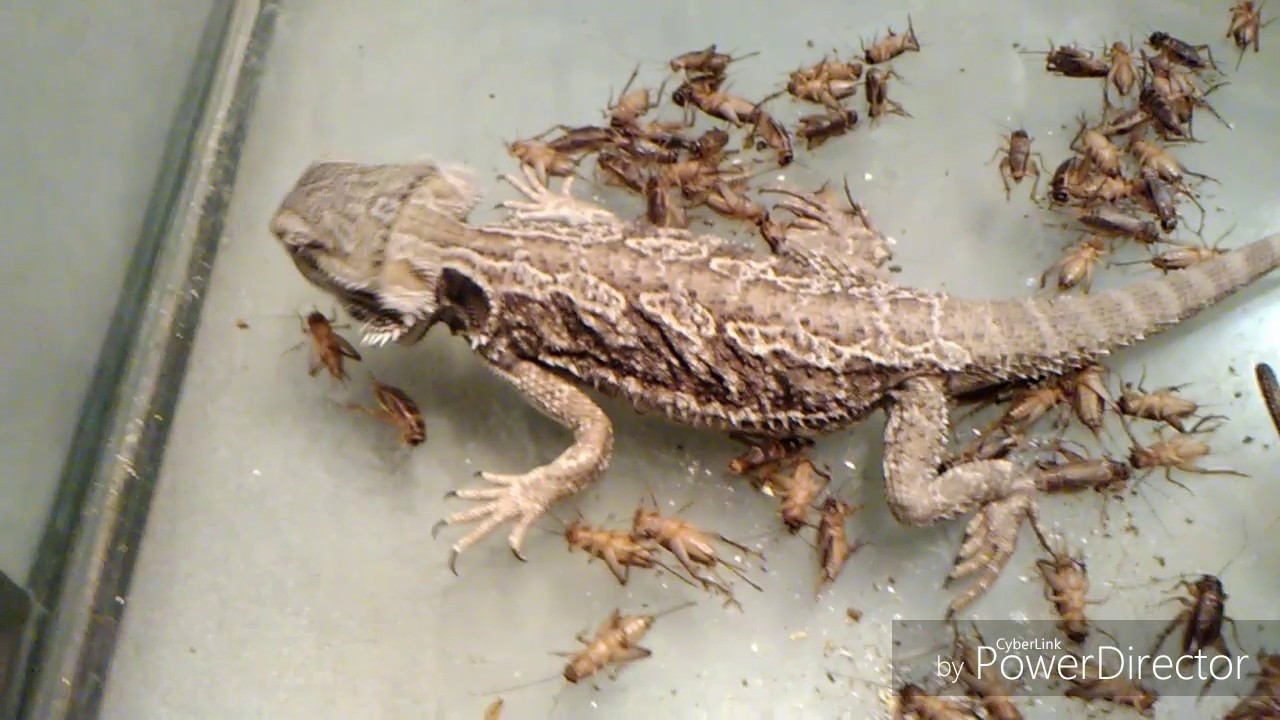 camera iphone 8 plus apk Bearded Dragon Feeding