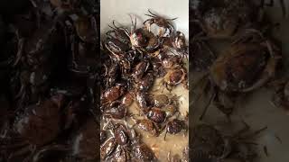 How many crabs do you see ? #viralvideo #seafood