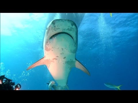 Video: How To Protect Yourself From Sharks