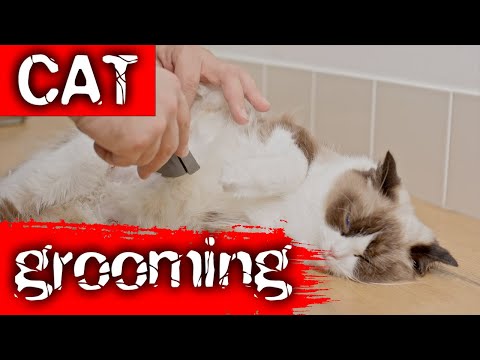 How to Groom a Pregnant Ragdoll Cat Before Birth | Safe Belly & Nipple Care