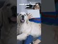 How to train dog. #facts #youtubeshorts #shorts