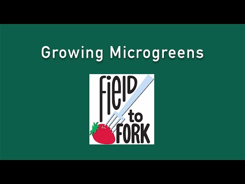 Growing Microgreens