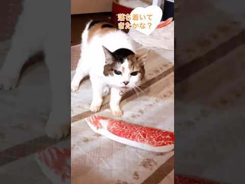 音量注意！高齢猫ミケちゃん20歳の夜鳴き #cat #高齢猫 #三毛猫 #猫のいる暮らし #20歳