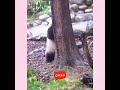 The giant #panda He Hua was born with valgus of the right... #Shorts #chinafocus_official
