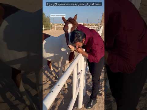 صعب تخلى اى حصان يحبك طب هتعملها ازاى دى ٦٠شو مع الدكتور حاتم ستين