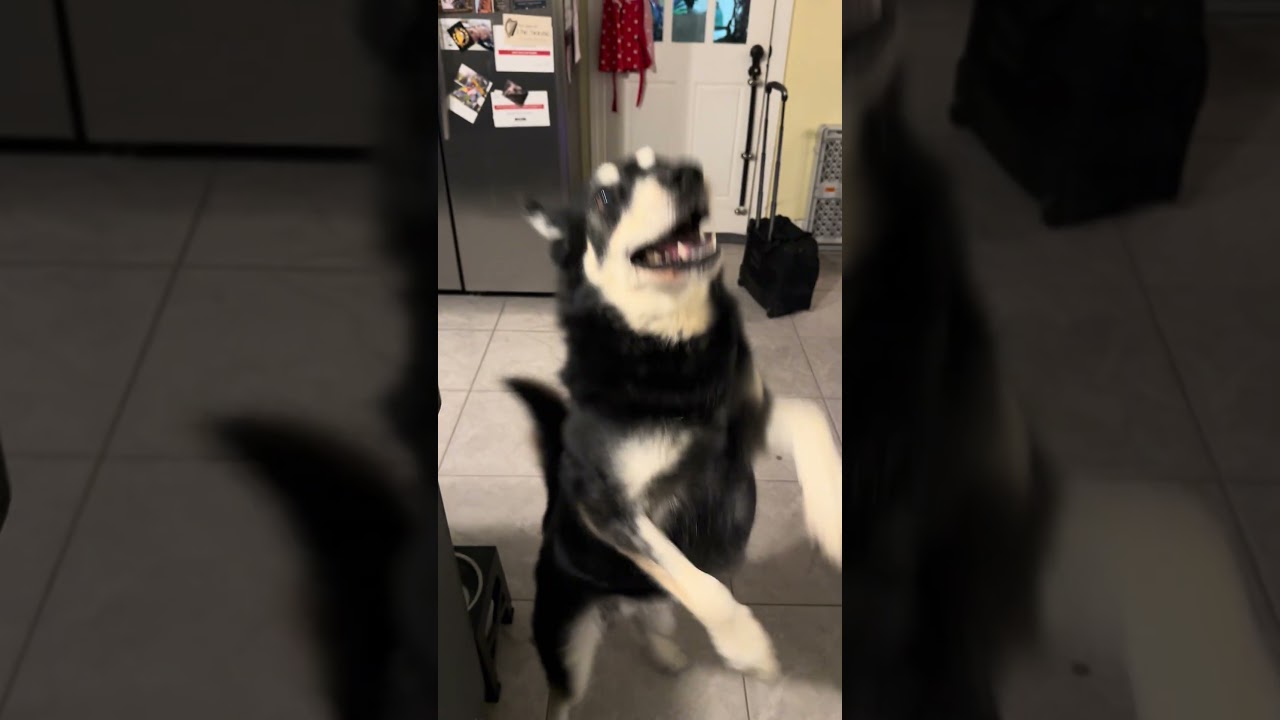 Spirit gives you a Warm Greeting :) He can be yours! (Real) Adopt at 