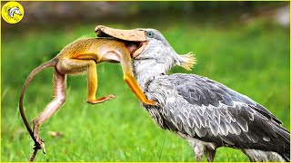 20 Horror & Shocking Moments! Bird Swallows Prey In Seconds | Animal World by The Horse  1,347 views 1 month ago 12 minutes, 45 seconds