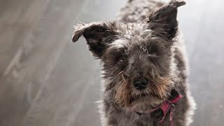 Scottish Terrier Tracking Skills: Unveiling the Hidden Talent