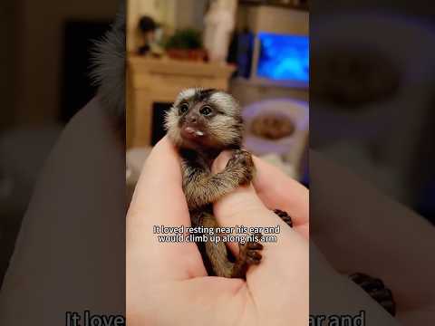 Rescue the little velvet monkey #animals #shorts