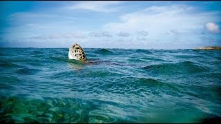 World Oceans Day 2016