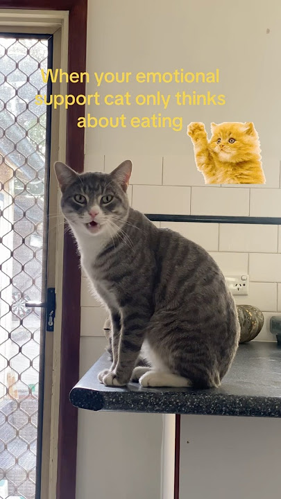 When your cat only thinks about eating. #cats #catlovers #funnyvideo #mypet