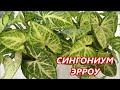 СИНГОНИУМ ЭРРОУ 🌺 Выращивание и уход