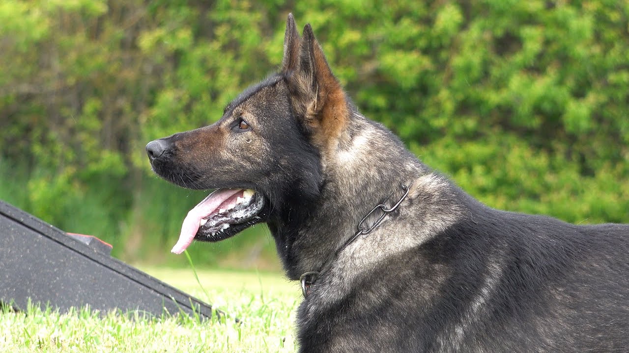 Next-Level Obedience with Art!