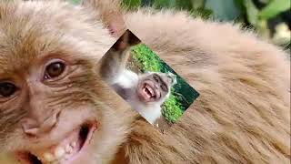 Mera yr hass rha h barish ki jaye😅 short #monkeyshortfunny #funnymonkey