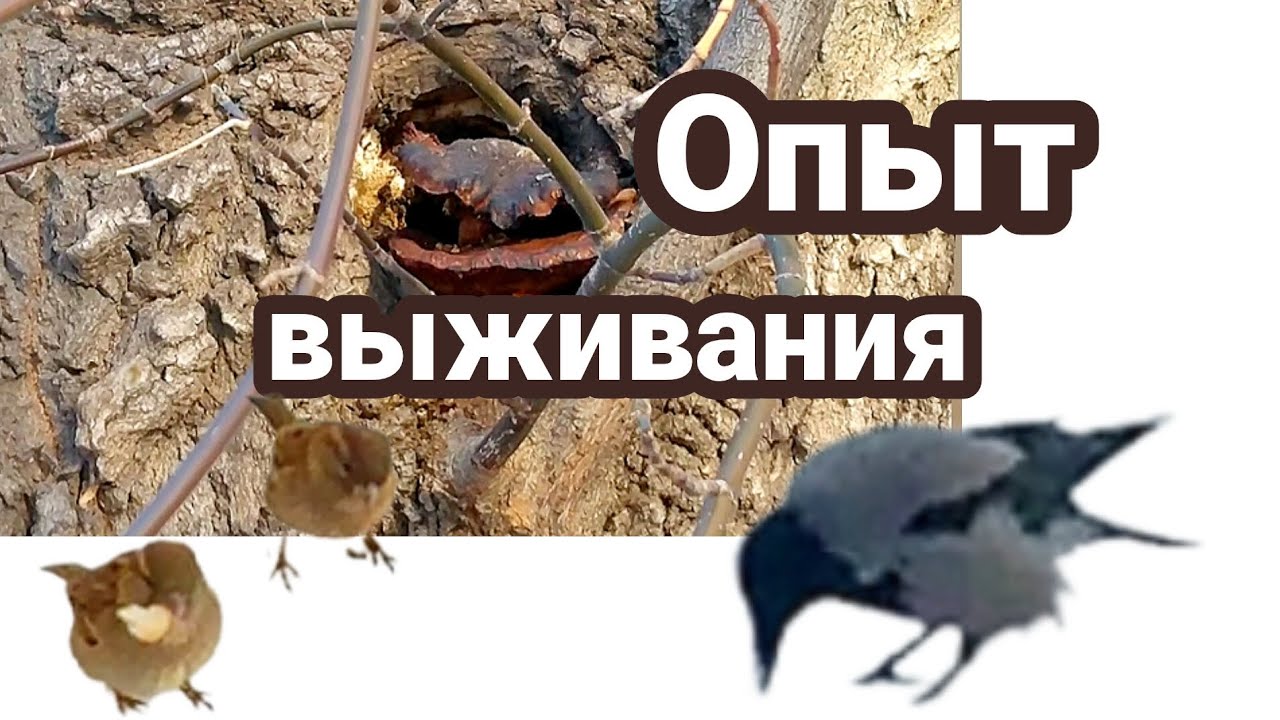 Птицы,деревья и грибы