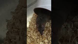 Lab Life Ep9 #AnimalResearch #AnimalTesting #LabLife  #Science #oposum #opossumlove