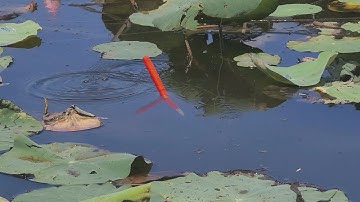 Câu Cá Rô Đồng , C.H.Ó Táp Phải Ruồi Phút 90 Đụng Con Tôm Càng Lửa Kéo Lút Phao