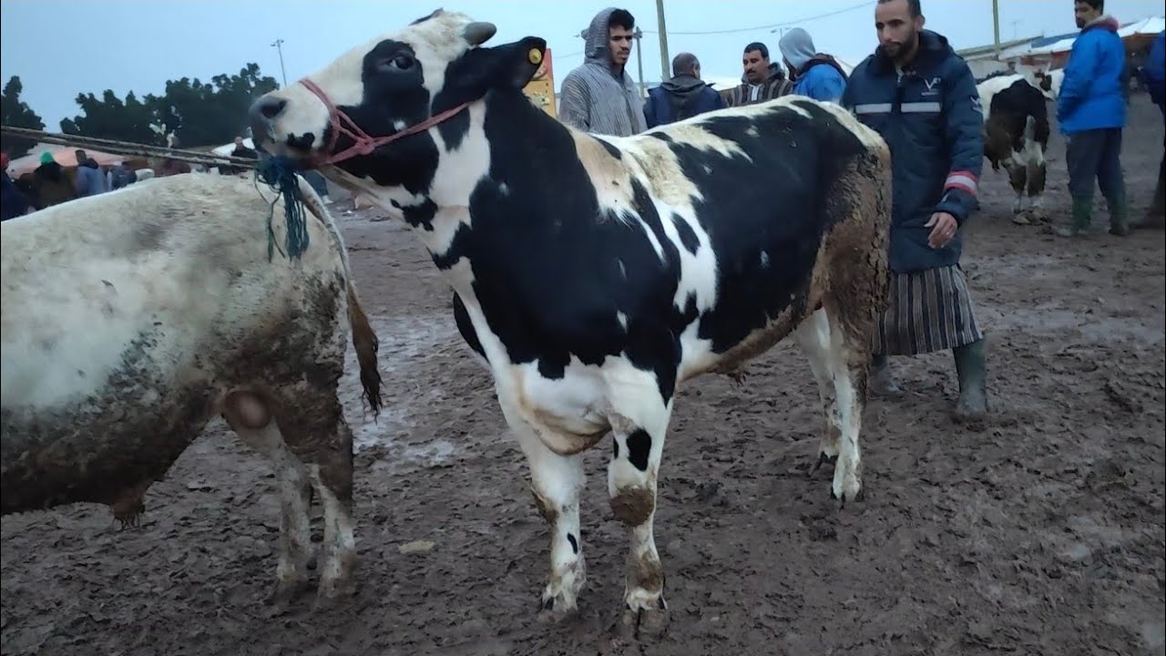 العجل الكسابي والعجل ديال الحليب مباشرة من سوق سبت سطات مع الاتمنة 