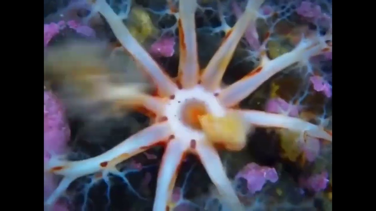 Jaws of the Deep:  Sea Cucumber Feeding
