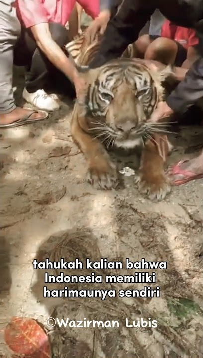 Harimau Sumatera | Harimau Asli Indonesia