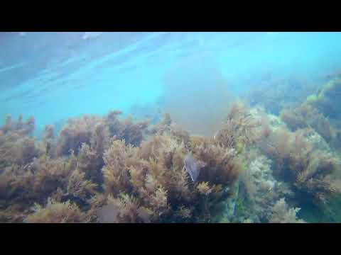 с. Агой. Пляж. 9 августа 2022 г.