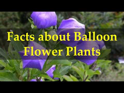 Video: Balónová rastlina Milkweed – pestovanie balónových rastlín pre húsenice