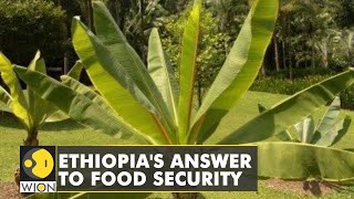 A crop virtually unknown outside Ethiopia is the answer to food scarcity | WION Climate tracker screenshot 2