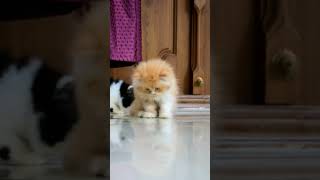 Doll face persian cat sale  | persian cat #shorts