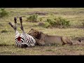 How Lion Attack Zebra Success