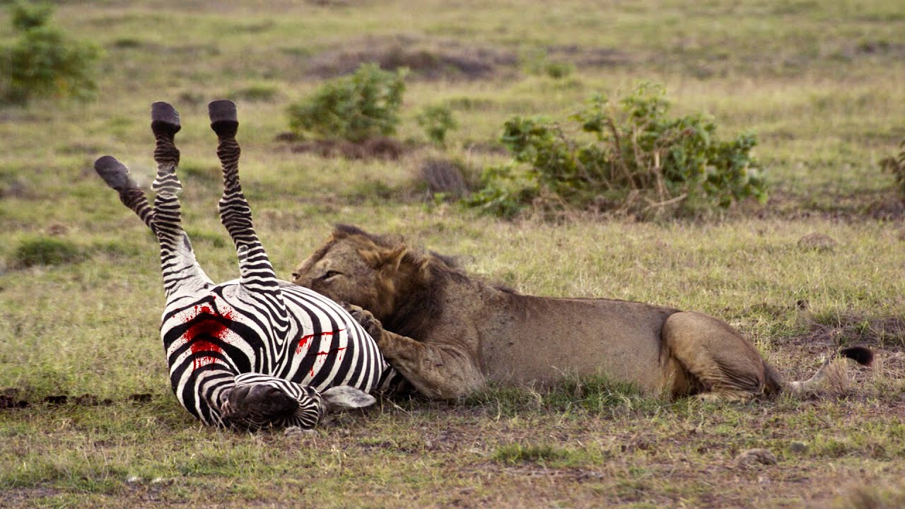 How Lion Attack Zebra Success YouTube