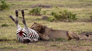 How Lion Attack Zebra Success