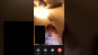 #memes #capybara un video más 😊