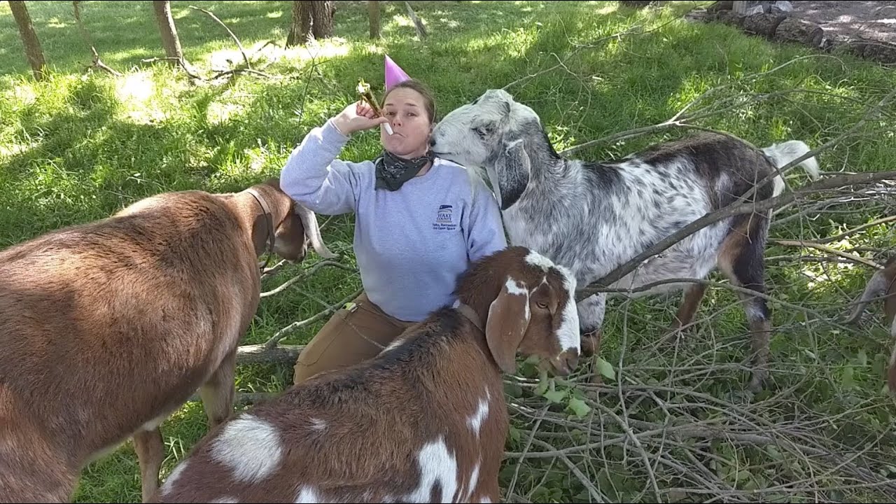 Oak View Farm Funnies Barnyard Birthday Bash Edition YouTube