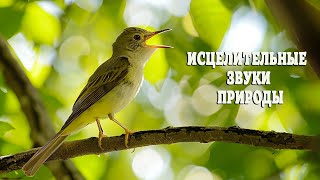 ПЕНИЕ ПТИЦ В СОЛНЕЧНОМ ЛЕСУ ИСЦЕЛЯЕТ ОТ ТРЕВОГ И ПЛОХОГО НАСТРОЕНИЯ. ВОССТАНОВЛЕНИЕ НЕРВНОЙ СИСТЕМЫ