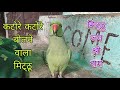 Parrot talking kon aaya  female green parrot  parrot saying jay shri ram     