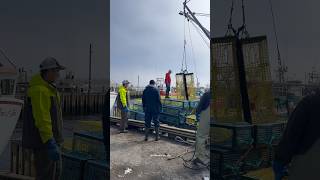 Fishermen started unloading their lobster traps using electric pot hauler