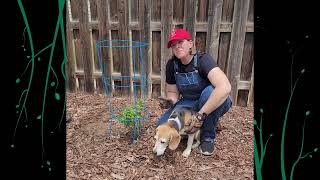 Plant Talk: Using Tomato Cages for New Plants