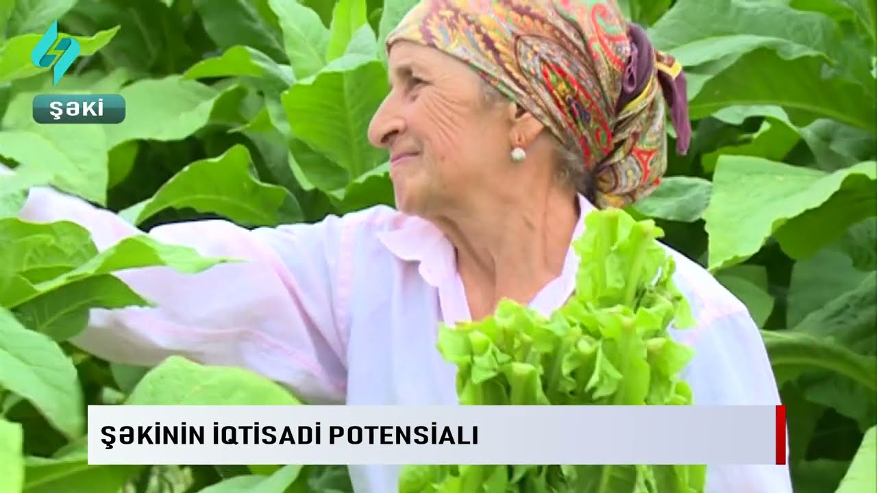 Shekinin iqtisadi potensiali... | Kanal S Xeber