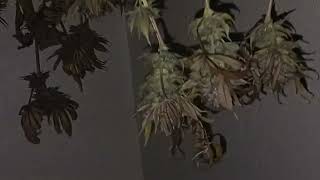 Canna CoCo harvest