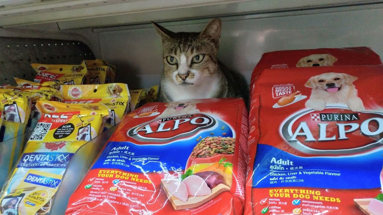 Cute Cat At The Supermarket YouTube