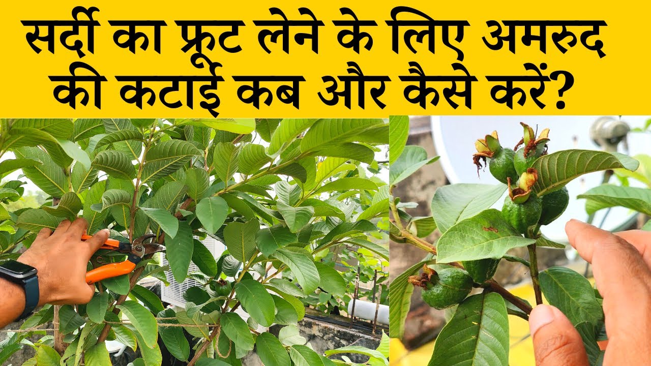 सर्दी का फ्रूट लेने के लिए अमरुद की कटाई कब और कैसे करें |  Amrud Ke Ped Ki Pruning Kaise Karen