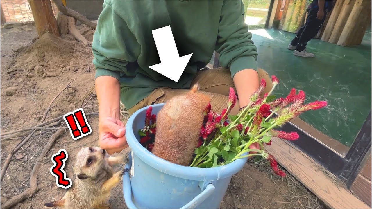 野草の帝王に突っ込んだプレーリードッグのお尻が可愛すぎたw