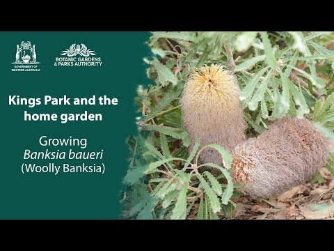 Video: Banksia Plant Care: información y consejos para cultivar Banksias