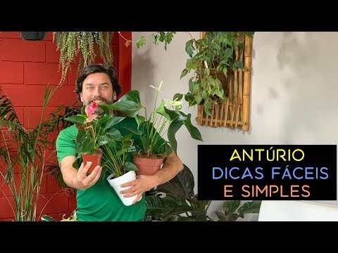 Antúrio Dicas Simples e Fáceis