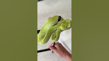 Lime green Chondro😮 #snakes #reptiles #gtp