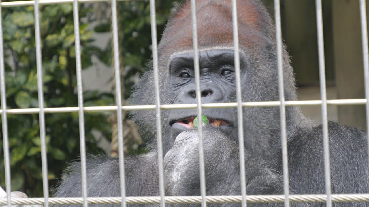 Did Taro and Minami meet? Japan Monkey Center Gorilla 202512 - YouTube