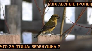 Что за птица: зеленушка? Что за птица: зеленушка?