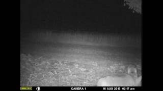 Coyote 2016 0816 RKV81 VID7185 4 CoyotePups NoSound